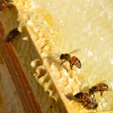 Honey Bees on honeycomb