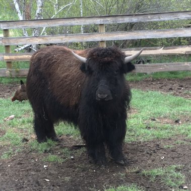 Yearling Yak