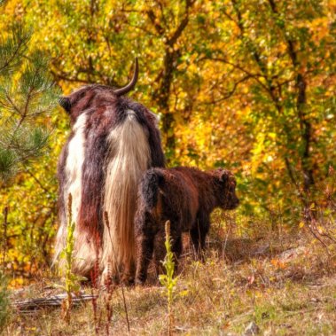 Mama and baby yak at Yak Ridge Cabins and Farmstead