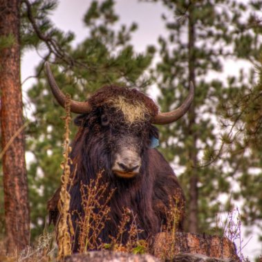 Hugh the Yak Herd Bull