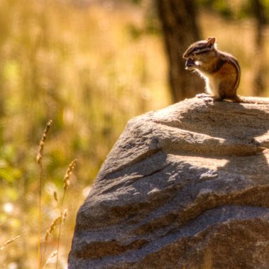 Chipmunks are among the many types of wildlife guests can see from their cabins