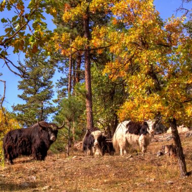 Yak Ridge Cabins and Farmstead is home to a small herd of Himalayan Yaks