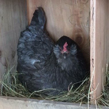 Olive the Olive Egger Hen