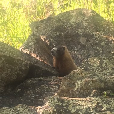Yellow Bellied Marmot at Yak Ridge Cabins and Farmstead