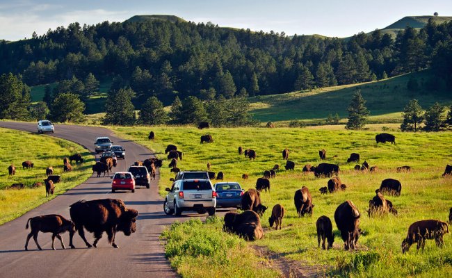 custer state park