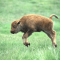 Baby Bison