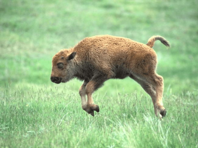 Baby Bison