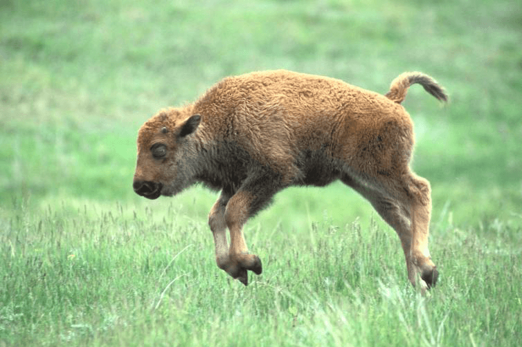 Baby Bison