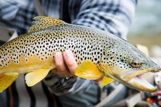 Black Hills Fishing