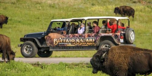 Buffalo Safari