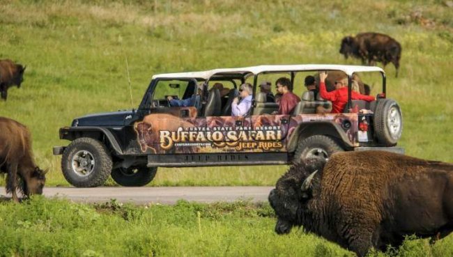 Buffalo Safari