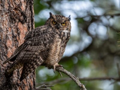 Great,Horned,Owl,Staring,Back,At,You