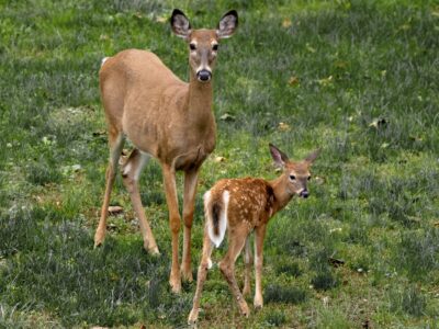 Whitetail Deer - Doe and Fawn